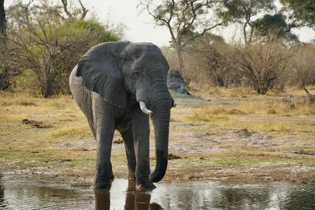 An elephant standing near water in an illustrative photograph