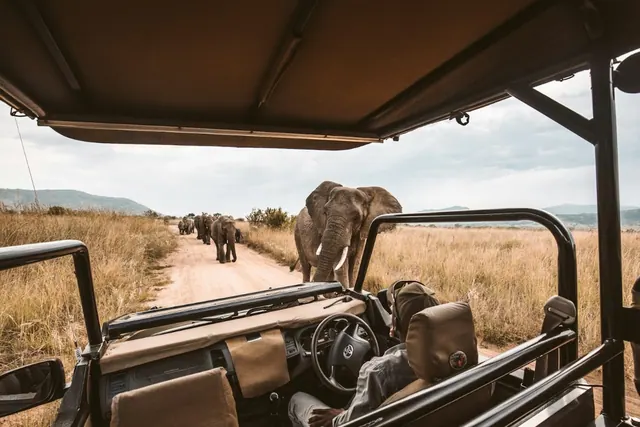 Elephants seen from a safari vehicle