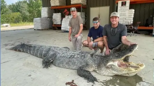 Illustration for “Florida Hunters Catch the Largest Alligator Ever Seen in the State”