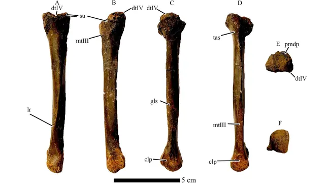 A scientific plate showing a foot bone of Eoneophron infernalis