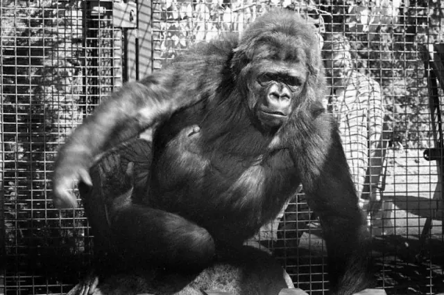 Gorilla standing beside enclosure fencing