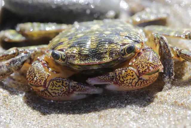A striped shore crab walking across the sand.