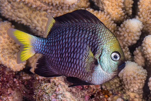 A yellow-tailed reef fish beside coral