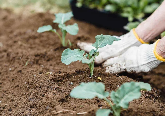 Gloved hands tending young plants in garden soil.