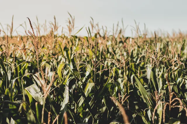 A cornfield photographed on a sunny, cloudless day.