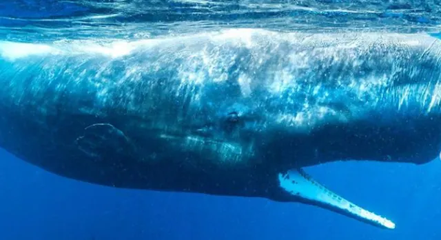 A close view of a whale at the water surface