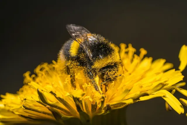 A bumblebee on a yellow flower