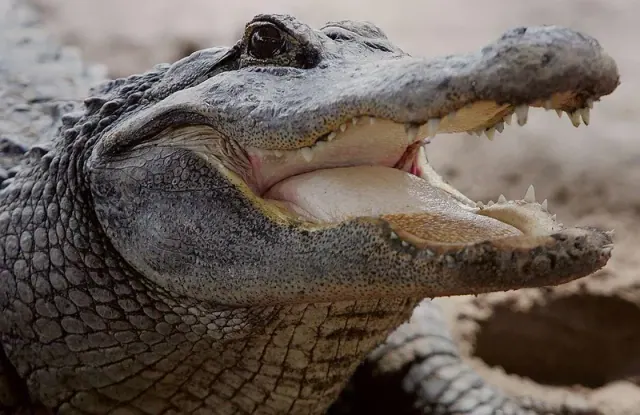 Illustration for “The Second Biggest Alligator Ever Found in Florida”