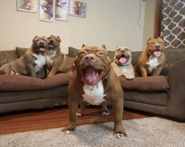 Illustration for “Introducing Hulk: The Biggest 175-Pound Pit Bull You'll Ever Meet”