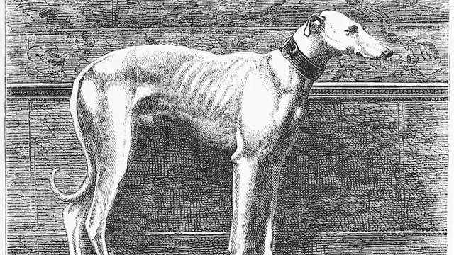 A standing greyhound shown in an undated print