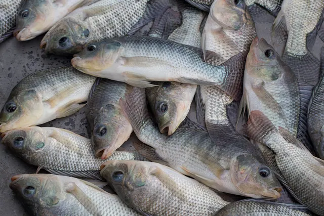 Harvested tilapia, not the reef species studied