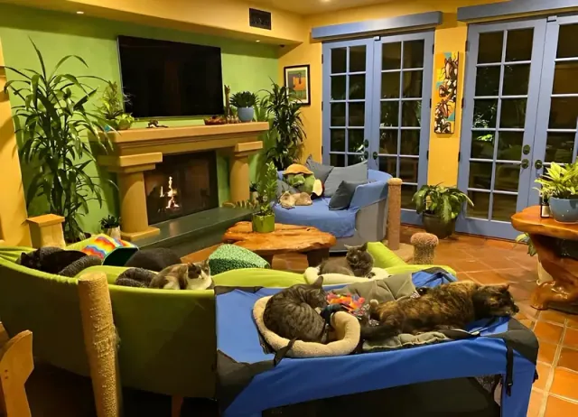 Cats resting on beds and cushions in a colorful living room.