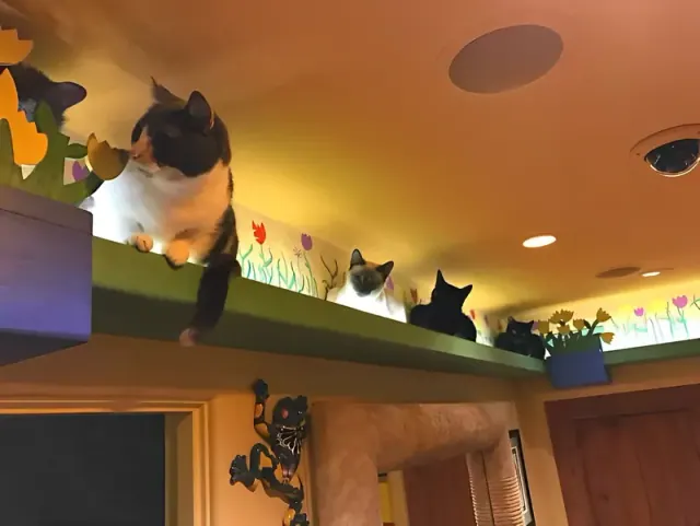 Several cats sitting on a green ledge near the ceiling.