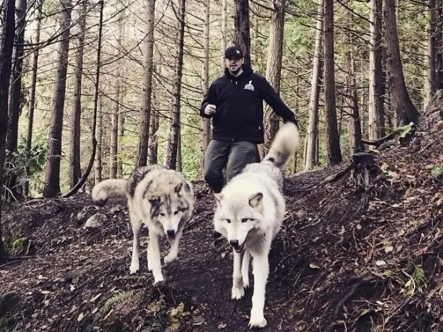 Handler walking two wolves through the woods
