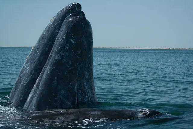 Gray whale raising its head above the water