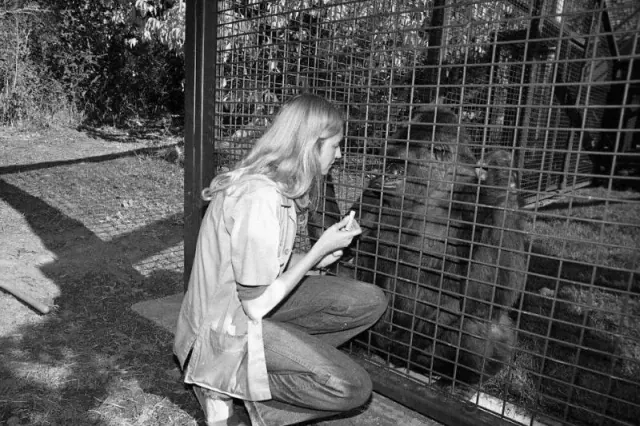 Patterson sitting beside a gorilla enclosure