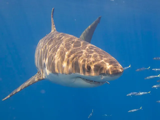 A modern shark swimming in blue water