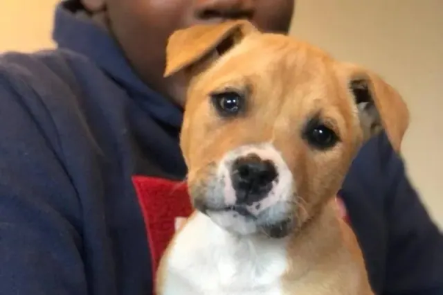 Small tan-and-white puppy