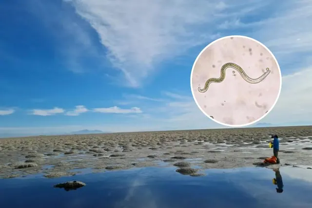 Lake scene with an inset image of a worm