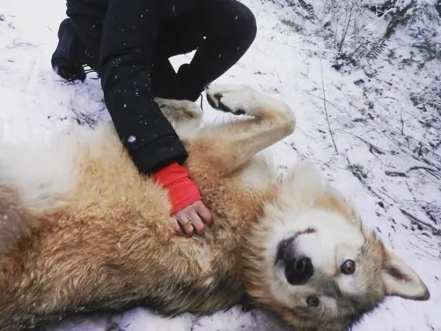 Wolf lying in the snow beside a visitor