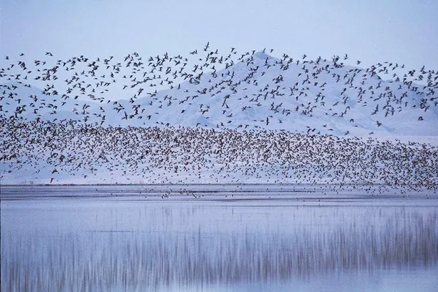 A flock of birds above the water