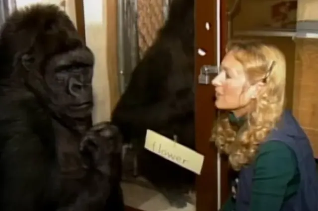 Patterson holding a card beside Koko