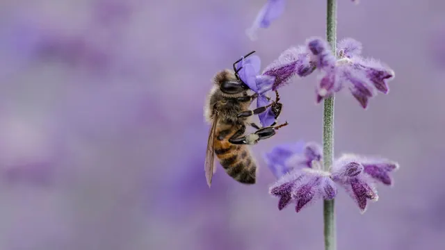 A honey bee visiting purple flowers