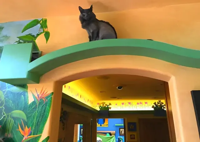 A black cat sitting on a curved green walkway above a doorway.