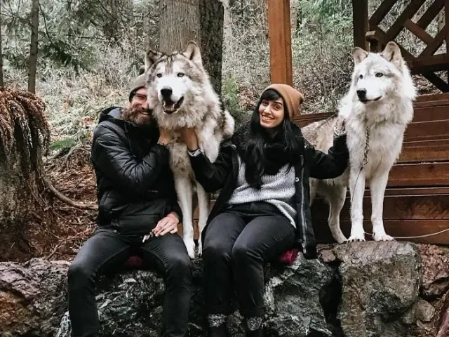 Visitors seated beside two wolves in a wooded enclosure