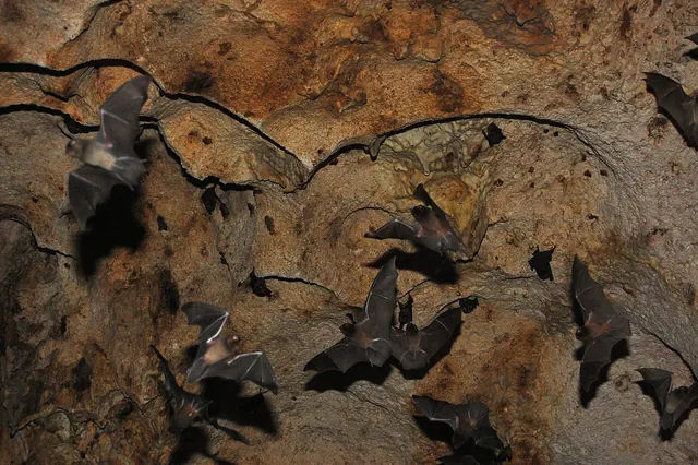 Bats flying about inside of a cave.