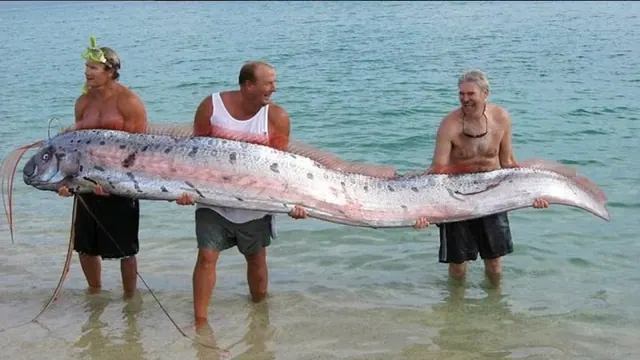 People holding a long oarfish in a separate archive comparison photograph