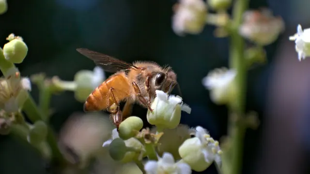 A bee visiting a cluster of small flowers