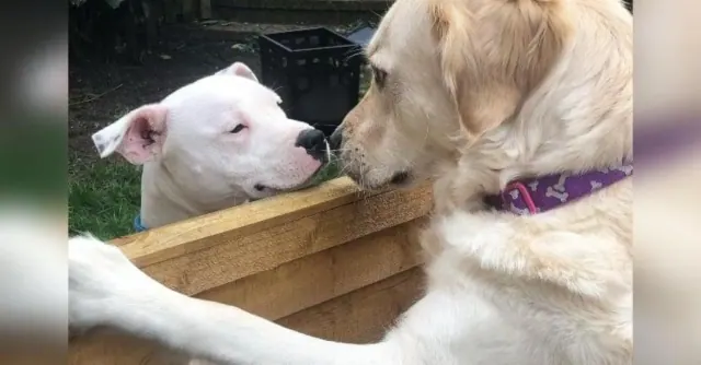 Illustration for “Two Neighbors' Dogs Find Love Filling Their Hearts With Warmth”