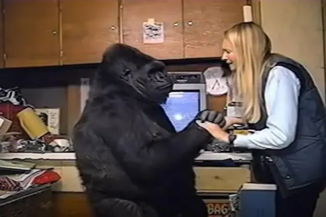 Koko and Patterson at a table