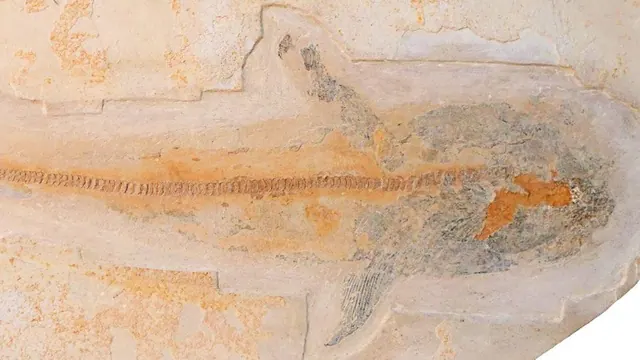 Ptychodus fossil preserved in a limestone slab