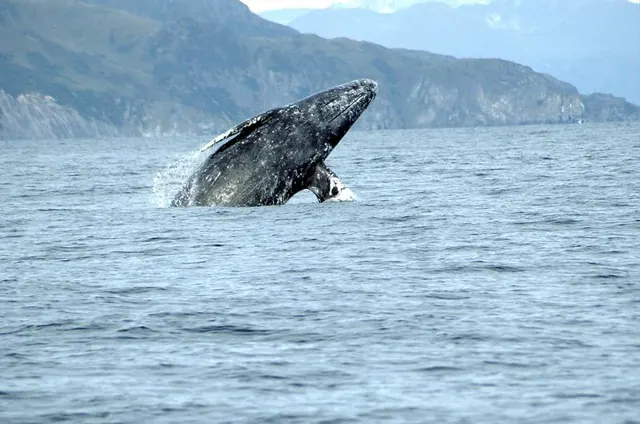 Gray whale surfacing near a mountainous coastline