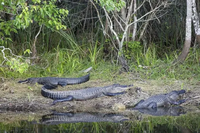 Illustration for “Hunting Licenses Proving to Keep Alligator Population in Check”
