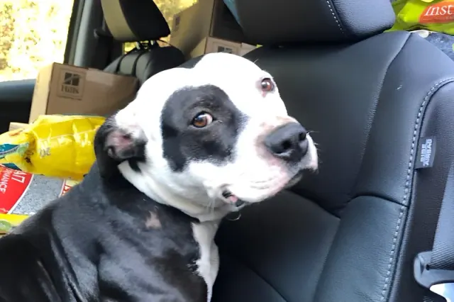 Black-and-white dog in a vehicle