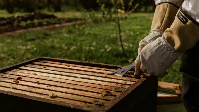 A beekeeper lifting the cover of a hive