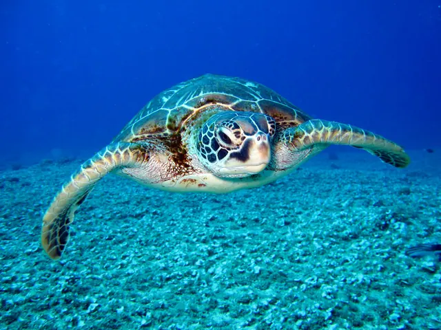 A sea turtle swimming above the seabed