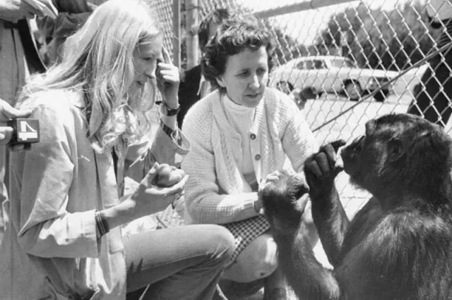 People sitting near a gorilla outdoors