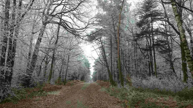 A wooded path in an illustrative archive photograph
