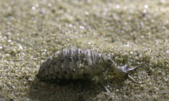 An antlion larva on sandy ground, for comparison