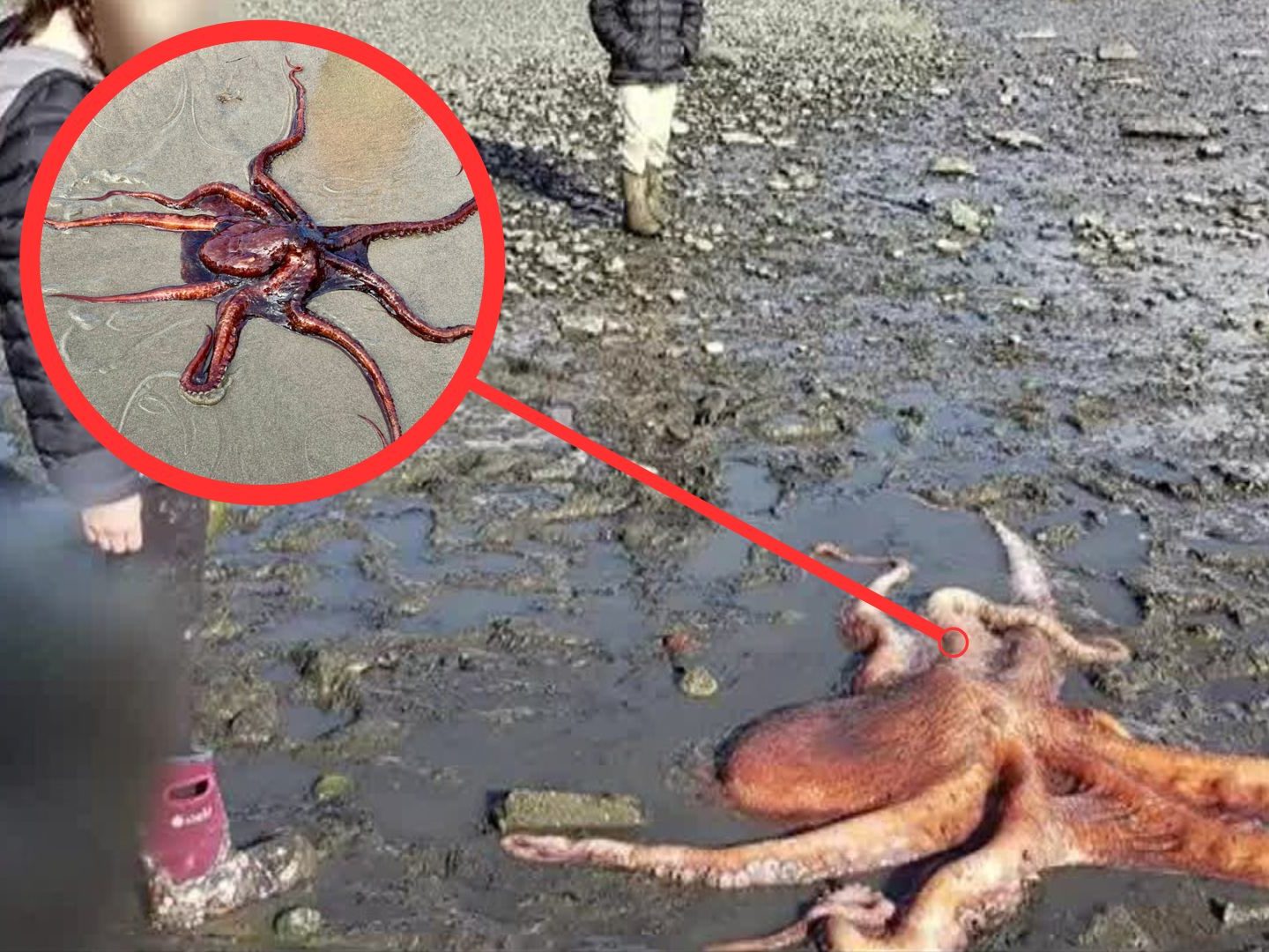 Archive composite showing an octopus on sand, with an inset close-up.