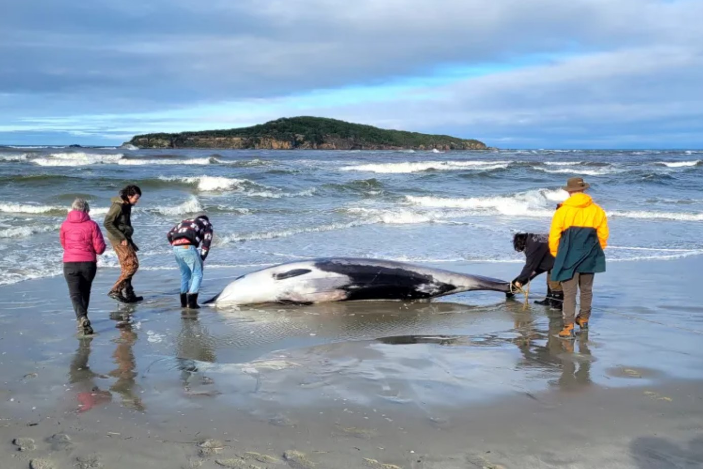 DOC archive photograph of people beside a stranded whale on a beach.