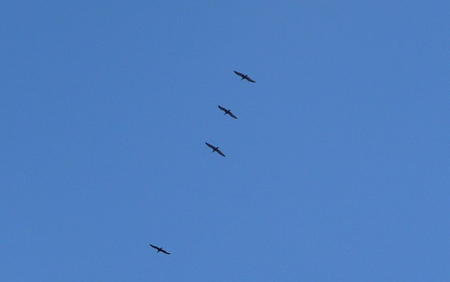 Several birds flying against a blue sky; an illustrative migration image.