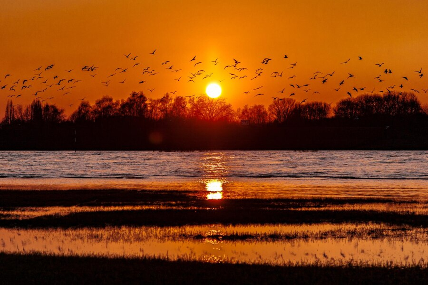 An illustrative flock of birds against an orange sunset.