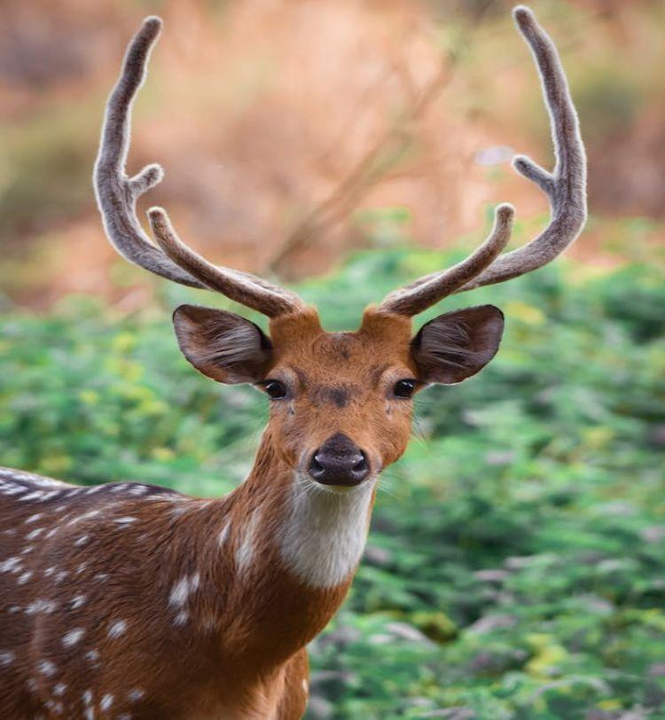 An illustrative stock photograph of an antlered deer outdoors.