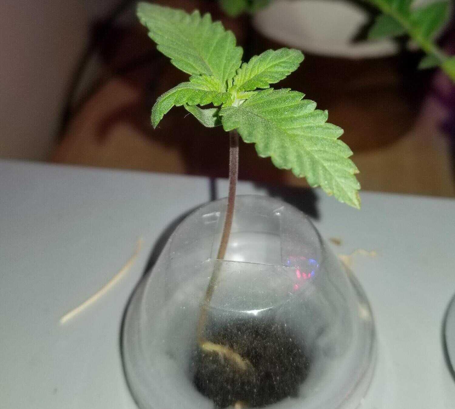 An unidentified green plant cutting held in a sponge inside a glass.