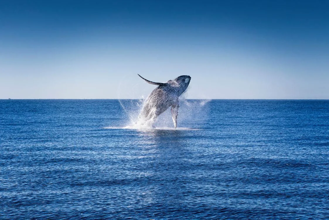 A humpback whale jumps out of the water during a whale-watching tour